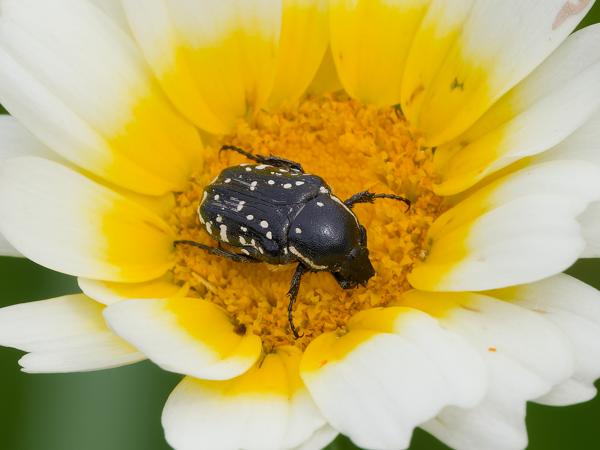 <h3><a href="/trips/kreta/biota/animalia/arthropoda/insecta/coleoptera/scarabaeidae/oxythyrea cinctella/oxythyrea cinctella-nl.html">Oxythyrea&nbsp;cinctella</a> / Middle&nbsp;eastern&nbsp;flower&nbsp;scarab / </h3>OM-1 Mark II met OLYMPUS M.150-400mm F4.5 TC, 1/1600 sec  bij F10.0, ISO 2000, afstand 2.22&nbsp;m